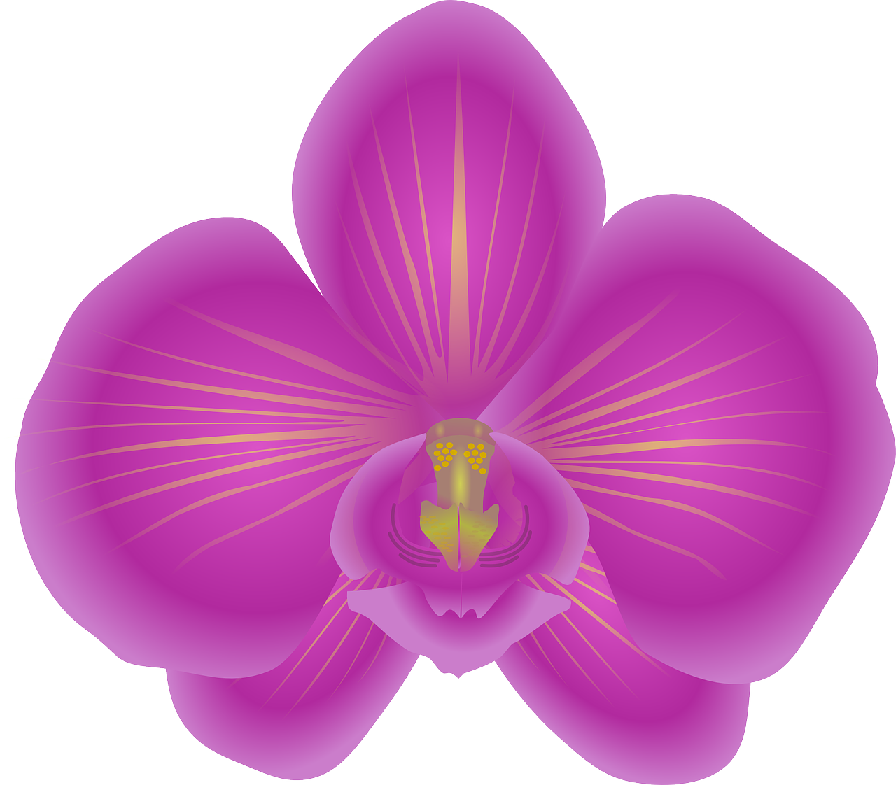 orchid, flower, bloom-158257.jpg